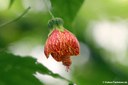 Abutilon pictum