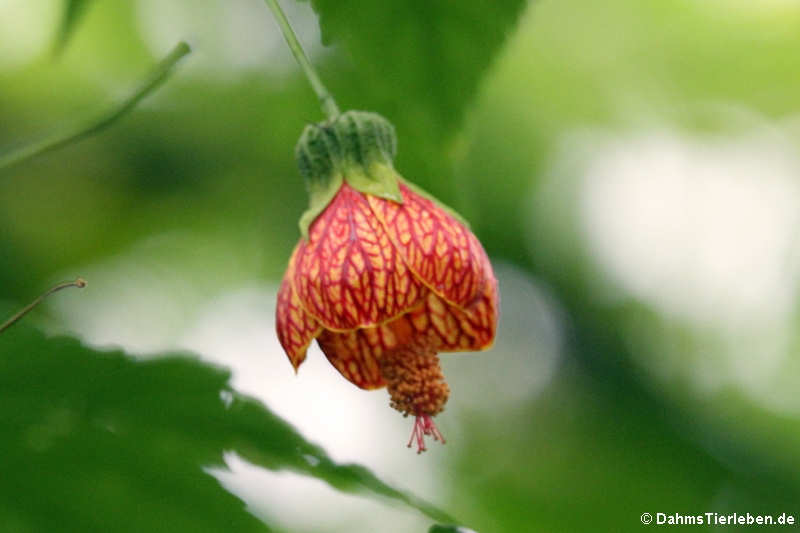 Schönmalve (Abutilon pictum)