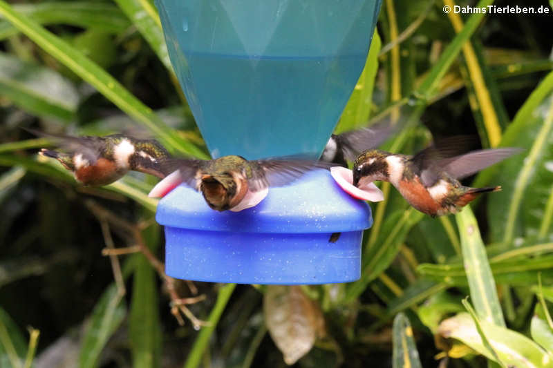 Philodice mitchellii-2