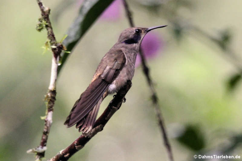 Brauner Veilchenohrkolibri (Colibri delphinae)