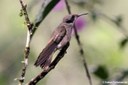 Colibri delphinae