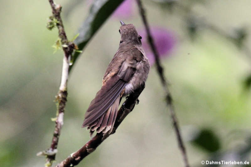 Colibri delphinae-1