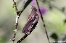 Brauner Veilchenohrkolibri (Colibri delphinae) im Bellavista Cloud Forest Reserve, Ecuador