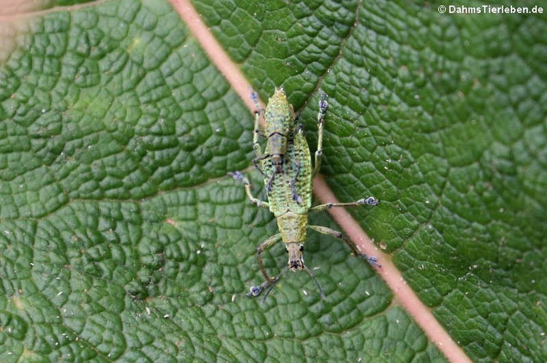 Compsus spec.