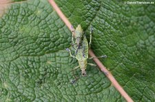 Käfer der Gattung Compsus im Bellavista Cloud Forest Reserve, Ecuador