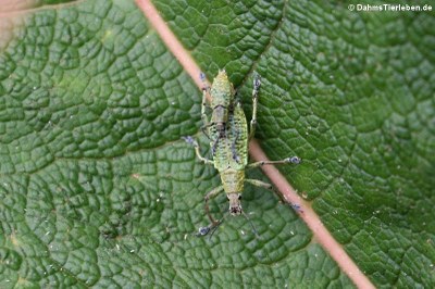 Käfer der Gattung Compsus