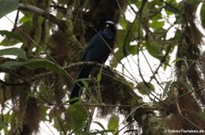 Cyanolyca turcosa (Türkishäher) im im Bellavista Cloud Forest Reserve, Ecuador