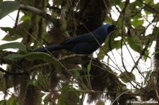 Cyanolyca turcosa (Türkishäher) im im Bellavista Cloud Forest Reserve, Ecuador