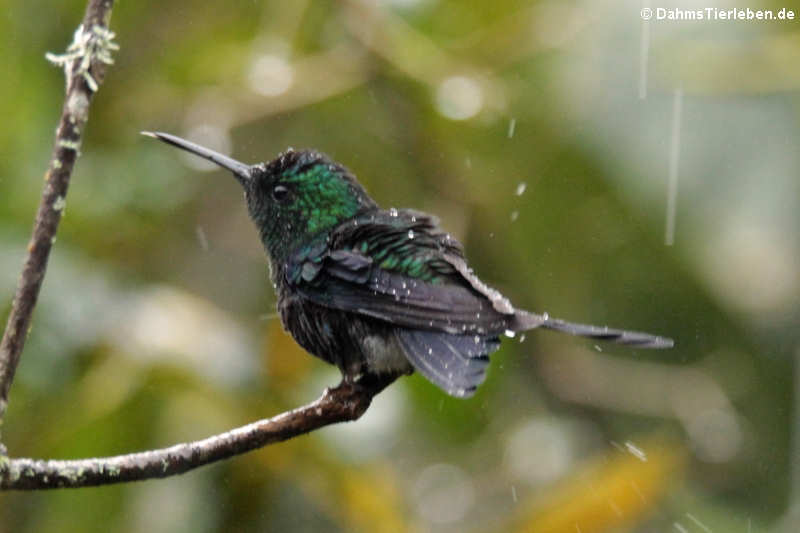 Grüne Fadenelfe (Discosura conversii)