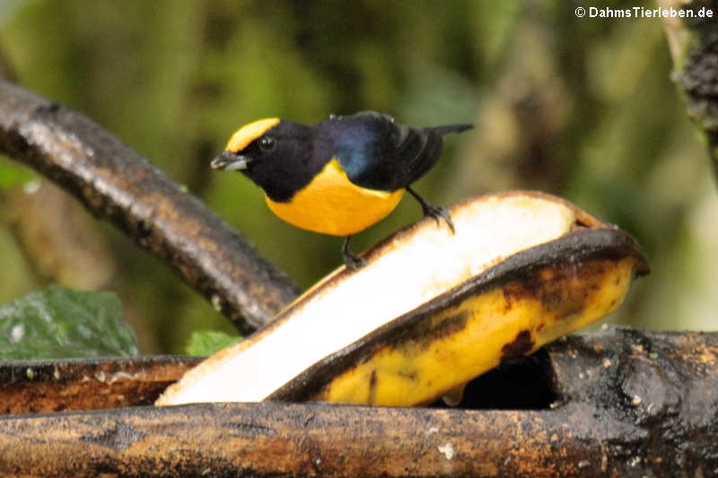 Euphonia xanthogaster