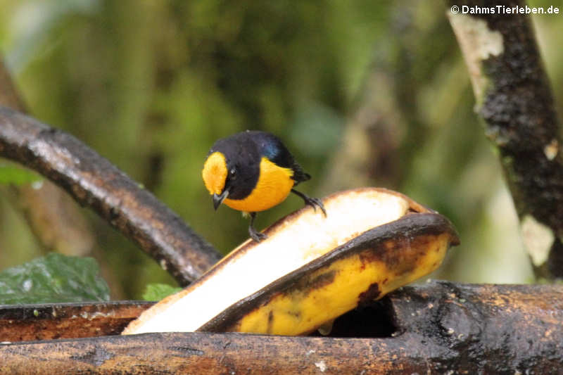 Euphonia xanthogaster quitensis-1