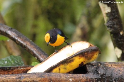 Gelbbauchorganist (Euphonia xanthogaster)