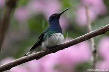 männlicher Weißnackenkolibri (Florisuga mellivora mellivora) im Bellavista Cloud Forest Reserve, Ecuador