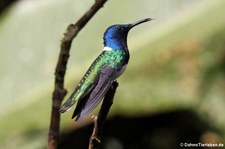 männlicher Weißnackenkolibri (Florisuga mellivora mellivora) im Bellavista Cloud Forest Reserve, Ecuador