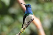 männlicher Weißnackenkolibri (Florisuga mellivora mellivora) im Bellavista Cloud Forest Reserve, Ecuador