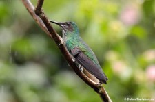 weiblicher Weißnackenkolibri (Florisuga mellivora mellivora) im Bellavista Cloud Forest Reserve, Ecuador