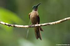 Braunbauch-Brillantkolibri (Heliodoxa rubinoides) im Bellavista Cloud Forest Reserve, Ecuador