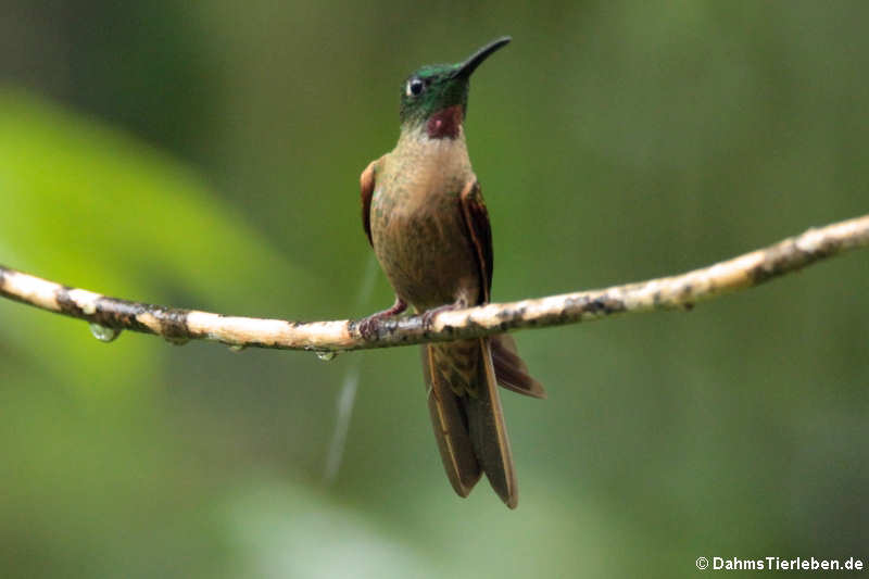 Braunbauch-Brilliantkolibri (Heliodoxa rubinoides)