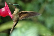 Braunbauch-Brillantkolibri (Heliodoxa rubinoides) im Bellavista Cloud Forest Reserve, Ecuador