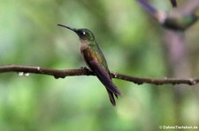 Braunbauch-Brillantkolibri (Heliodoxa rubinoides) im Bellavista Cloud Forest Reserve, Ecuador