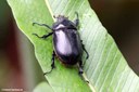 Heterogomphus schoenherri