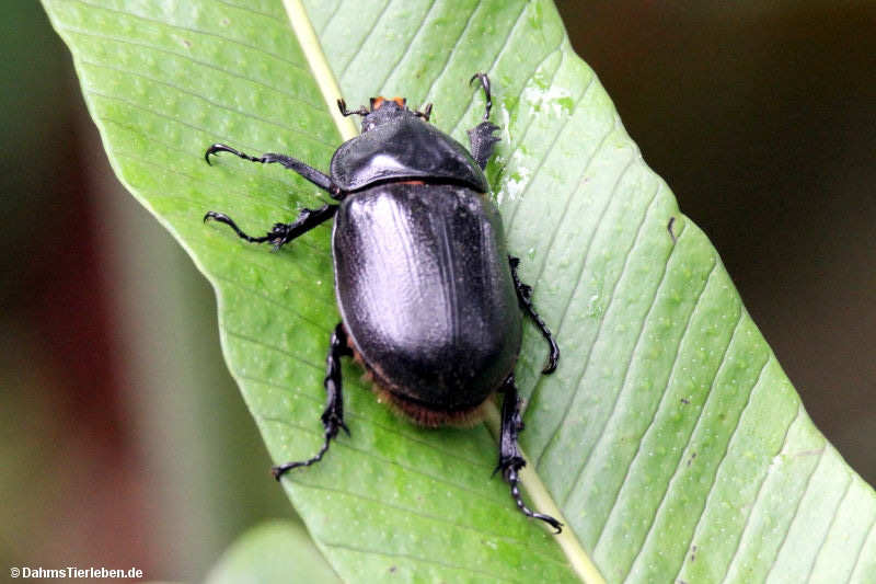 Heterogomphus schoenherri