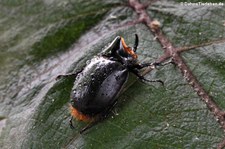 Käfer der Gattung Heterogomphus im Bellavista Cloud Forest Reserve, Ecuador