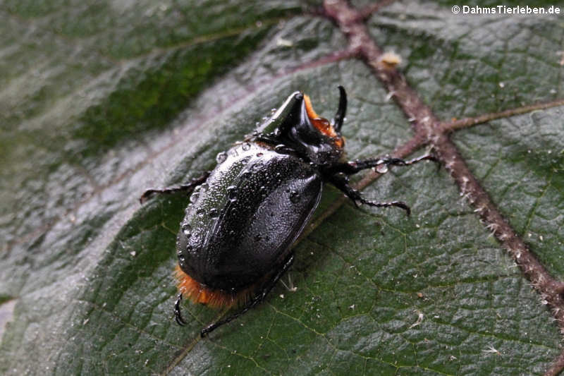 Heterogomphus schoenherri