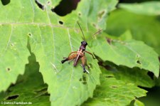 Loepacris diaphana-1