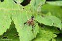 Loepacris diaphana