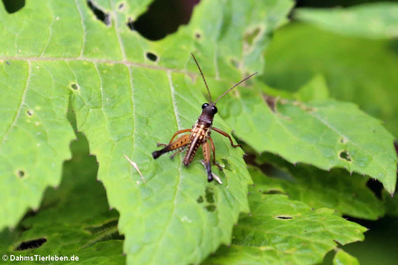 Grashüpfer (Hyalinacris diaphana)