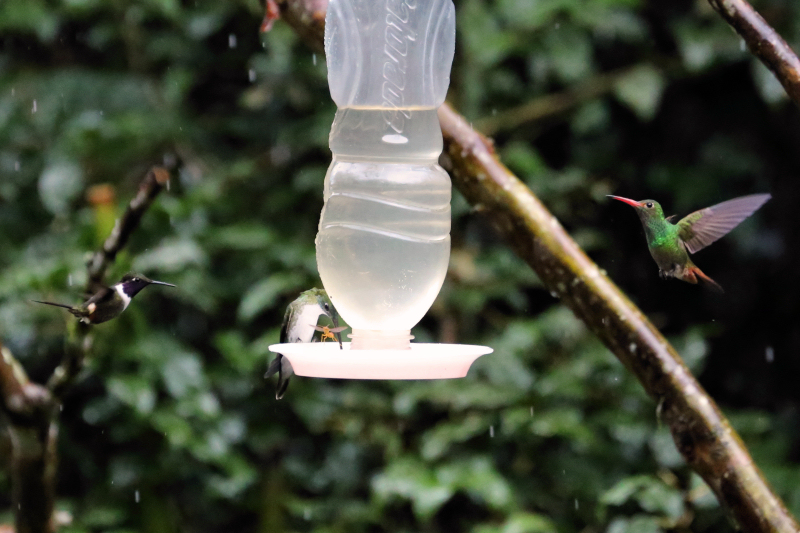 3 verschiedene Kolibris an der Futterstelle