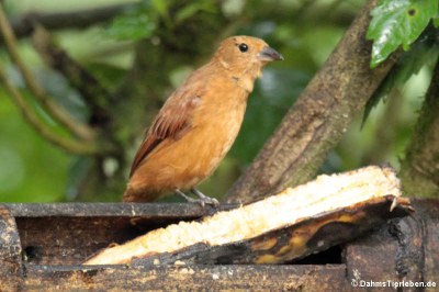 weibliche Schwarztangare (Tachyphonus rufus)