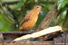 weibliche Schwarztangare (Tachyphonus rufus) aus dem Bellavista Cloud Forest Reserve, Ecuador