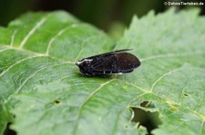 Menenia terebrifera im Bellavista Cloud Forest Reserve, Ecuador