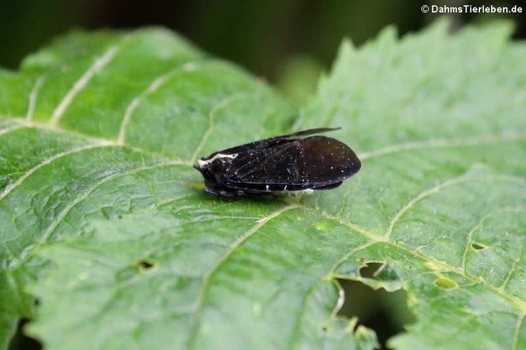 Menenia terebrifera