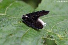 Menenia terebrifera im Bellavista Cloud Forest Reserve, Ecuador