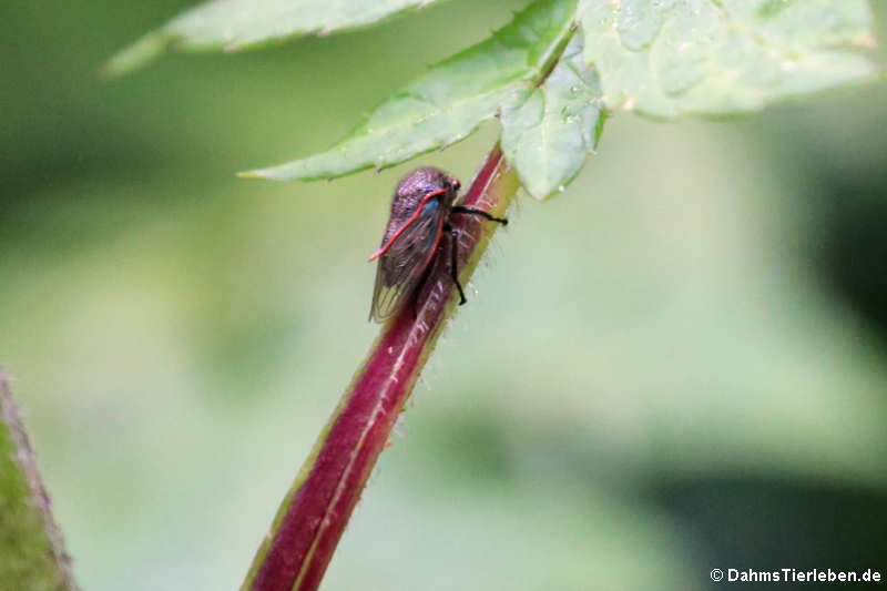 Metcalfiella erecta