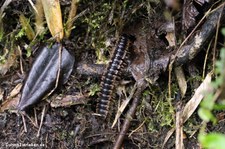 unbekannter Tausendfüßer aus dem Bellavista Cloud Forest Reserve, Ecuador