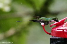 Grünscheitel-Flaggensylphe (Ocreatus underwoodii melanantherus) im Bellavista Cloud Forest Reserve, Ecuador 