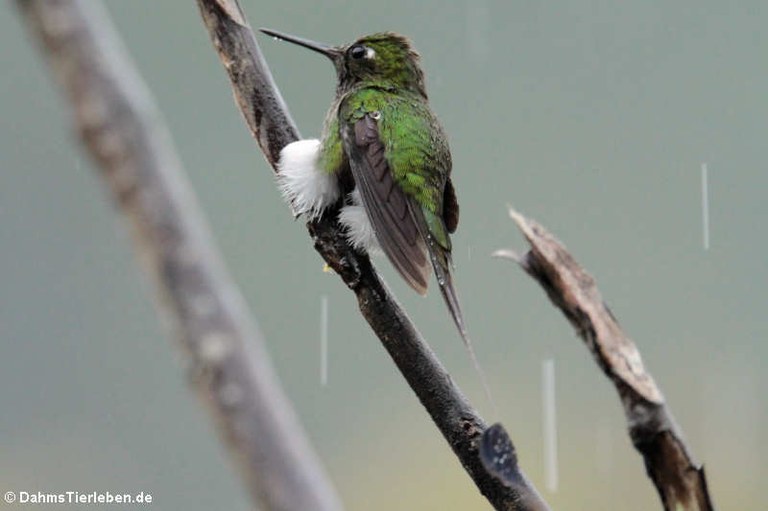 Ocreatus underwoodii melanantherus