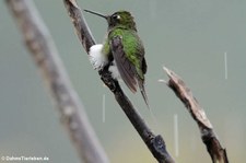 Grünscheitel-Flaggensylphe (Ocreatus underwoodii melanantherus) im Bellavista Cloud Forest Reserve, Ecuador 