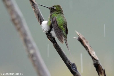 Grünscheitel-Flaggensylphe (Ocreatus underwoodii)