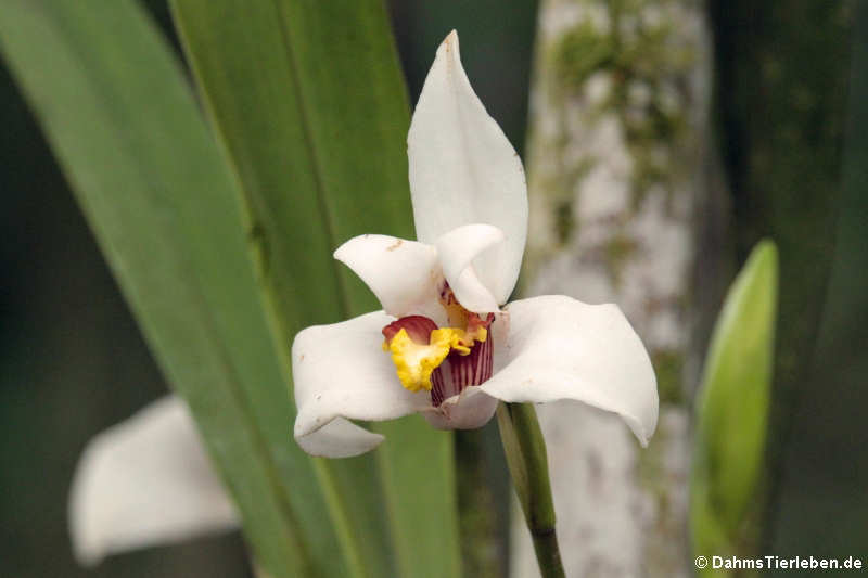 Orchidee (Maxillaria grandiflora)