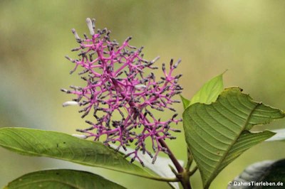 (Palicourea lasiantha)