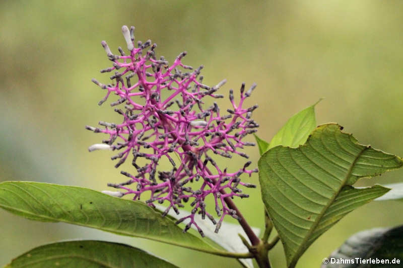 Palicourea lasiantha