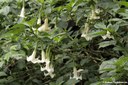 Brugmansia arborea