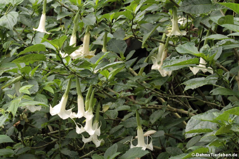 Engelstrompete (Brugmansia arborea)