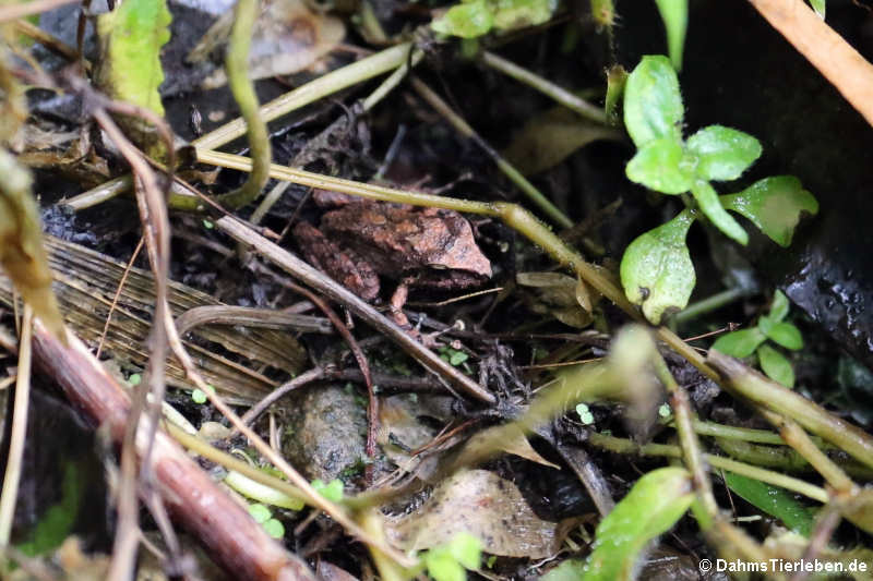 Frosch, vermutlich Pristimantis