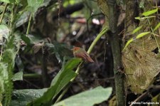 Rotkopftyrann (Pseudotriccus ruficeps) im Bellavista Cloud Forest Reserve, Ecuador